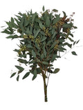 Eucalyptus Populus Berries – A Perfect Blend of Greenery and Berries - Flowers Box London