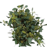 Eucalyptus Populus Berries – A Perfect Blend of Greenery and Berries - Flowers Box London