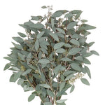 Eucalyptus Populus Berries – A Perfect Blend of Greenery and Berries
