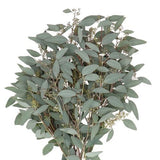 Eucalyptus Populus Berries – A Perfect Blend of Greenery and Berries - Flowers Box London