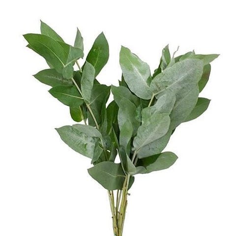 Eucalyptus Robusta: Bring Freshness and Style to Your Home or Event - Flowers Box London
