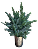 Evergreen Christmas Tree Arrangement in Decorative Pot - Flowers Box London