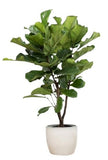 Exclusive Ficus Lyrata Tree in Ceramic Pot - Flowers Box London