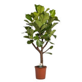 Exclusive Ficus Lyrata Tree in Ceramic Pot - Flowers Box London