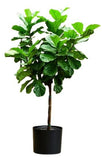 Exclusive Ficus Lyrata Tree in Ceramic Pot - Flowers Box London