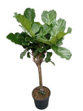 Exclusive Ficus Lyrata Tree in Ceramic Pot - Flowers Box London