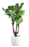Exclusive Ficus Lyrata Tree in Ceramic Pot - Flowers Box London