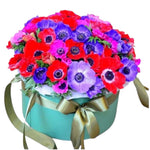 Fabulous Anemone in Box