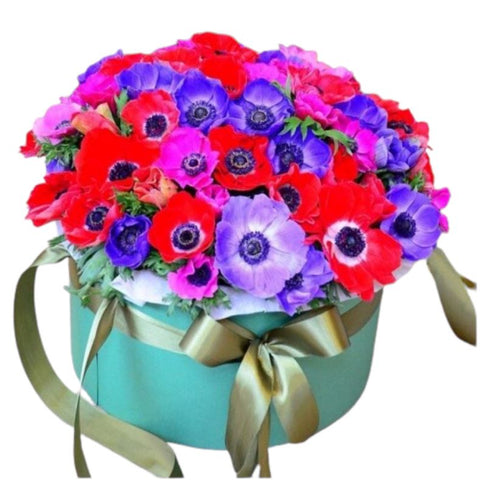 Fabulous Anemone in Box