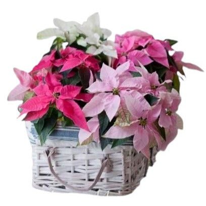 Festive Basket of Poinsenttia Plants - Flowers Box London