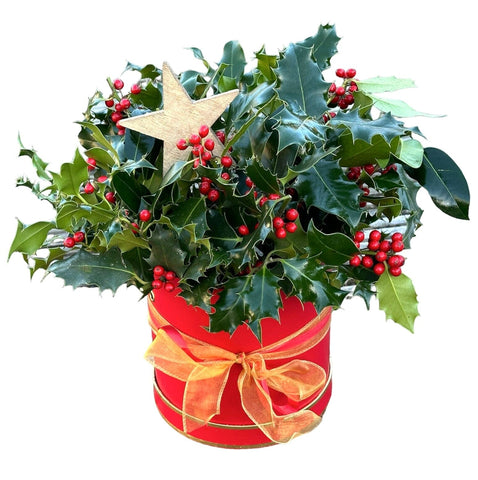 Festive Classic Holly Box - Flowers Box London