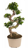Ficus Ginseng Microcarpa 65cm - Flowers Box London