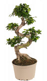 Ficus Ginseng Microcarpa 65cm