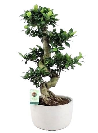 Ficus Ginseng Microcarpa 65cm - Flowers Box London