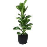 Ficus Lyrata in Ceramic Pot - Flowers Box London