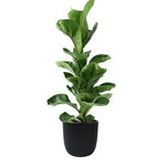 Ficus Lyrata in Ceramic Pot