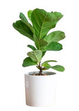 Ficus Lyrata in Ceramic Pot - Flowers Box London