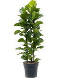Ficus Lyrata in Ceramic Pot