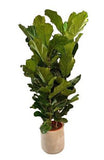 Ficus Lyrata in Ceramic Pot - Flowers Box London