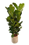 Ficus Lyrata in Ceramic Pot