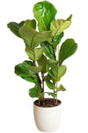 Ficus Lyrata in Ceramic Pot