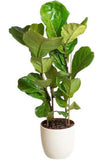 Ficus Lyrata in Ceramic Pot