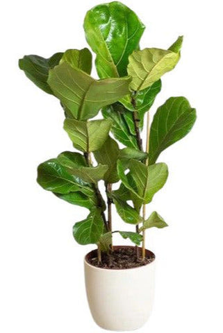 Ficus Lyrata in Ceramic Pot