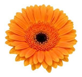 Five Gerber's with Greenery Bouquet - Flowers Box London