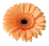 Five Gerber's with Greenery Bouquet - Flowers Box London