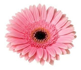 Five Gerber's with Greenery Bouquet - Flowers Box London