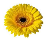 Five Gerber's with Greenery Bouquet - Flowers Box London