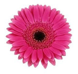 Five Gerber's with Greenery Bouquet - Flowers Box London