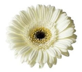 Five Gerber's with Greenery Bouquet - Flowers Box London