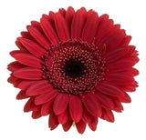 Five Gerber's with Greenery Bouquet - Flowers Box London