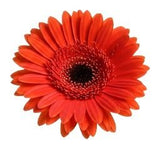 Five Gerber's with Greenery Bouquet - Flowers Box London