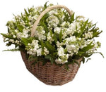 Fragrant Basket of Lily of the Valley and Stock - Flowers Box London
