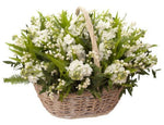 Fragrant Basket of Lily of the Valley and Stock - Flowers Box London