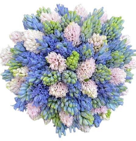 Fragrant Bouquet of Blue and Pink Hyacinth