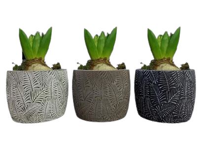 Fragrant Hyacinth Trio - Flowers Box London