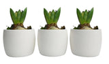 Fragrant Hyacinth Trio - Flowers Box London