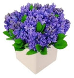 Fragrant Hyacinths in a Box - Flowers Box London