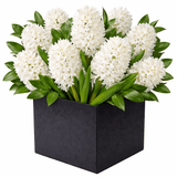 Fragrant Hyacinths in a Box - Flowers Box London