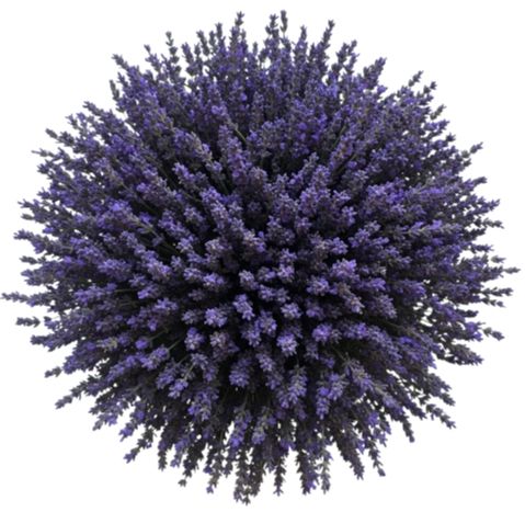 Fragrant Lavender Bouquet