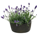 Fragrant Lavender in Elliptic Ceramic Pot - Flowers Box London