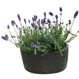 Fragrant Lavender in Elliptic Ceramic Pot - Flowers Box London