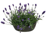 Fragrant Lavender in Elliptic Ceramic Pot - Flowers Box London