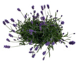 Fragrant Lavender in Elliptic Ceramic Pot - Flowers Box London