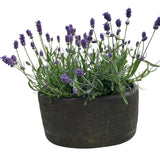 Fragrant Lavender in Elliptic Ceramic Pot - Flowers Box London