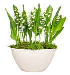 Fragrant Lily of Valley with Roots in Oval Pot