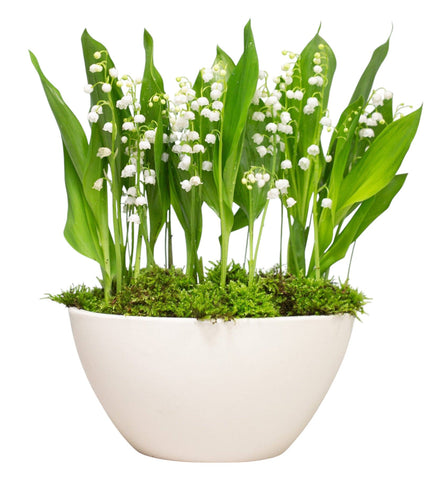 Fragrant Lily of Valley with Roots in Oval Pot - Flowers Box London